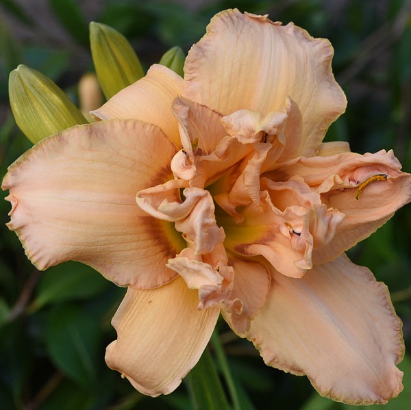 Pom Bay Duble is a mid-late, yellow pink daylily from Sterrett Gardens with red eye, fragrant, double(98%)
