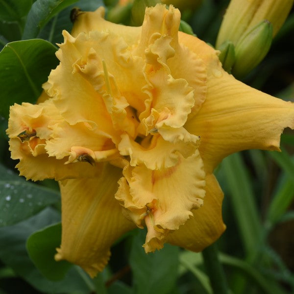 Popcorn at the Movies is a mid-late, light yellow daylily from Sterrett Gardens with orange-red eye, small slightly darker yellow edge, fragrant, double((98%)
