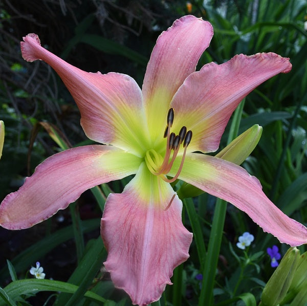 Pretty Desireable is a midseason, large, pink self daylily from Sterrett Gardens that is fragrant