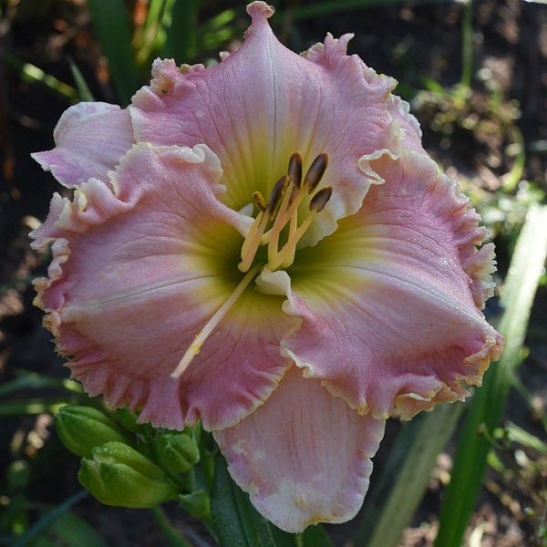 Pretty Face Nice Legs is a mid-late, peachy pink daylily from Sterrett Gardens with cream undertones, heavily ruffled cream edge