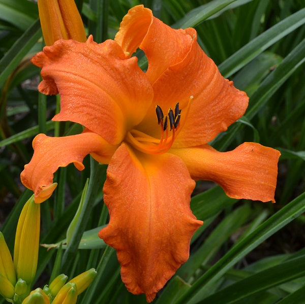 Primal Scream is a mid-late, large, orange tangerine self daylily from Sterrett Gardens with unusual form (crispate), Stout Award 2003