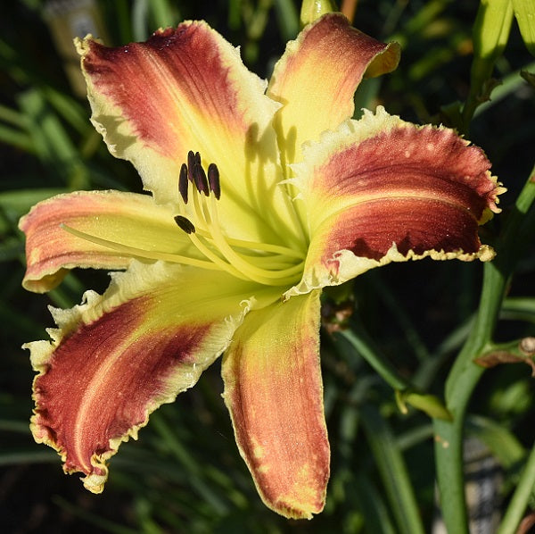 Prowler is a mid-late, red bitone daylily from Sterrett Gardens with white to yellow sharks teeth, fragrant