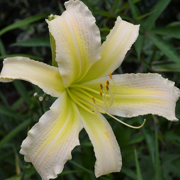 Purgatory Mountain is an early midseason, tall, large, ruffled lemon self daylily from Sterrett Gardens with unusual form (cascade)