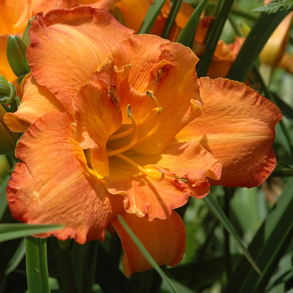 Pursuit of Pleasure is a mid-late, orange yellow self daylily from Sterrett Gardens that is Double (98%)