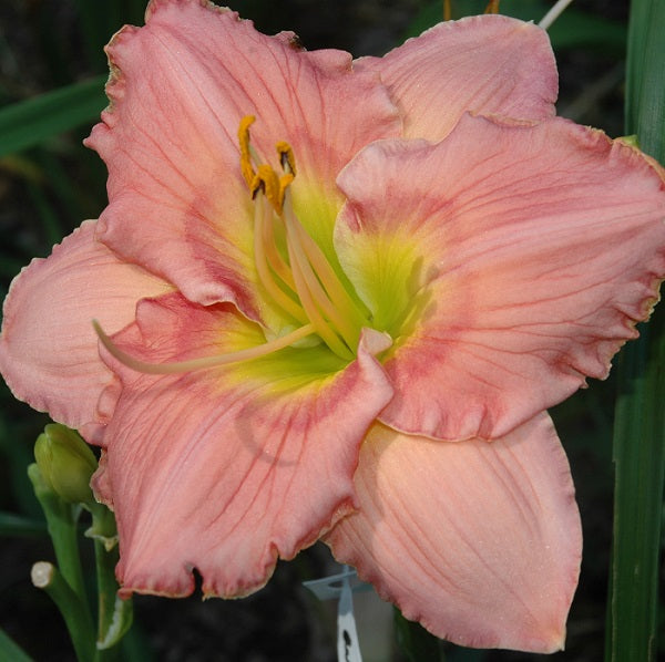 Queen of Everything is an early midseason, tall, large, medium pink blend daylily from Sterrett Gardens with bold red eye