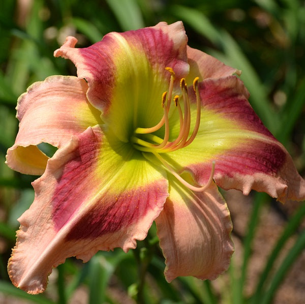Queen of Green is an early midseason pink daylily from Sterrett Gardens with large triangular GT