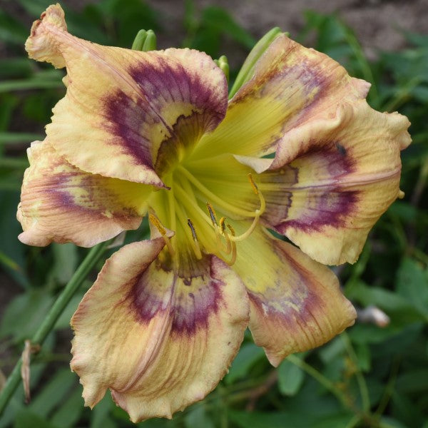 Rainbow Flower is an early midseason, cream pink daylily from Sterrett Gardens with multicolored patterned eye of blue, violet, purple and maroon, fragrant