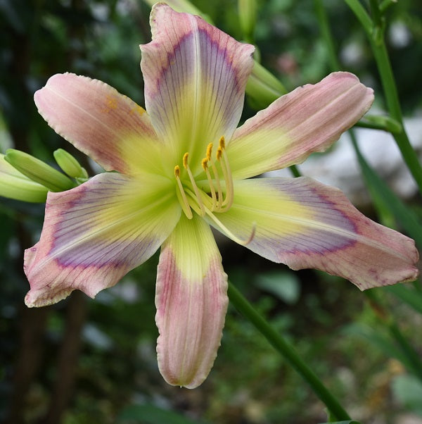 Rainbow Maker is a midseason, large maroon pink daylily from Sterrett Gardens with patterned magenta eye, fragrant, UF (cascade)