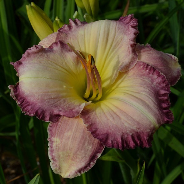Raspberry Picotee is a cream white daylily from Sterrett Gardens with wide raspberry picotee, GT