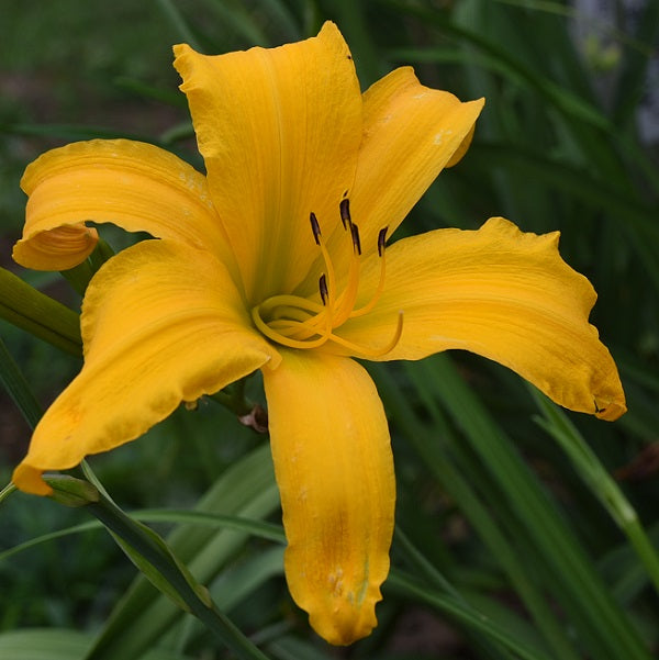 Ratchet is a mid late, tall, large, golden yellow daylily from Sterrett Gardens that is fragrant, UF (crispate)