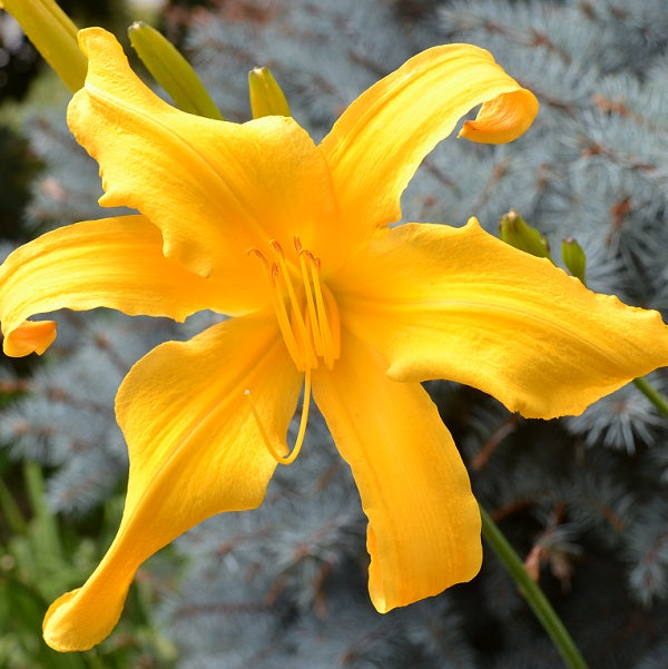 Reach for the Heavens is a midseason, tall, large, golden yellow self daylily from Sterrett Gardens that is fragrant, UF (crispate)
