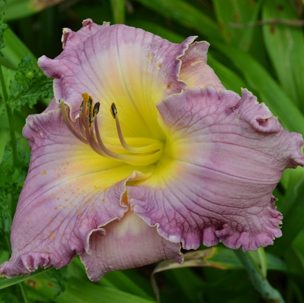 Reach for the Sky is a mid late, blue purple bitone daylily from Sterrett Gardens with denim blue eye and edge
