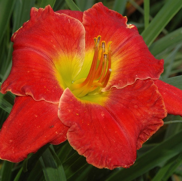 Red Dynamite is a mid late, red self daylily from Sterrett Gardens