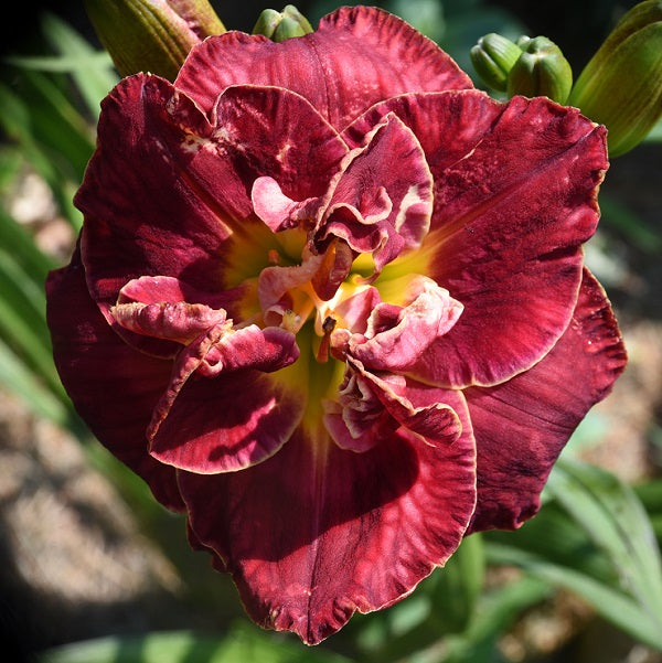 Red Hot Miracle is a midseason, red, lighter watermark daylily from Sterrett Gardens tht is fragrant, double (98%)