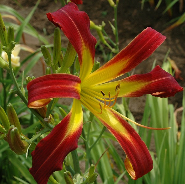 Red Ribbions is a midseason, tall, large, red self daylily from Sterrett Gardens with spider (4.7:1), Award of Merit 2011