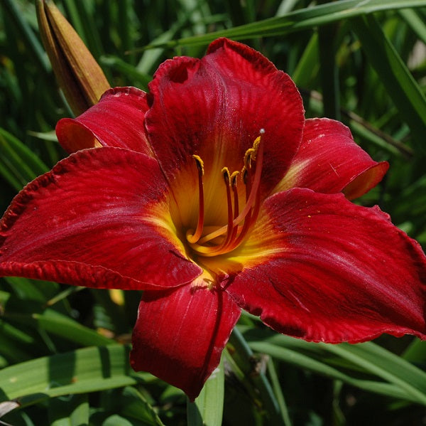 Red Volunteer is a midseason, large, clear candle red self daylily from Sterrett Gardens, Lenington 2004