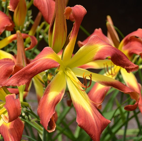 Reddy Freddy is an early midseason, large, bright red self daylily from Sterrett Gardens that is fragrant, UF (cascade)