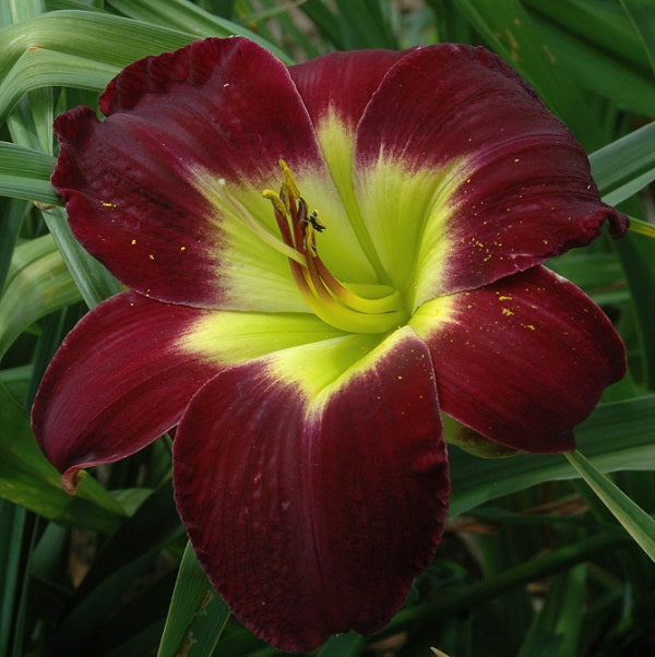Regal Finale is a late, violet purple self daylily from Sterrett Gardens that is fragrant, Honorable Mention 1992