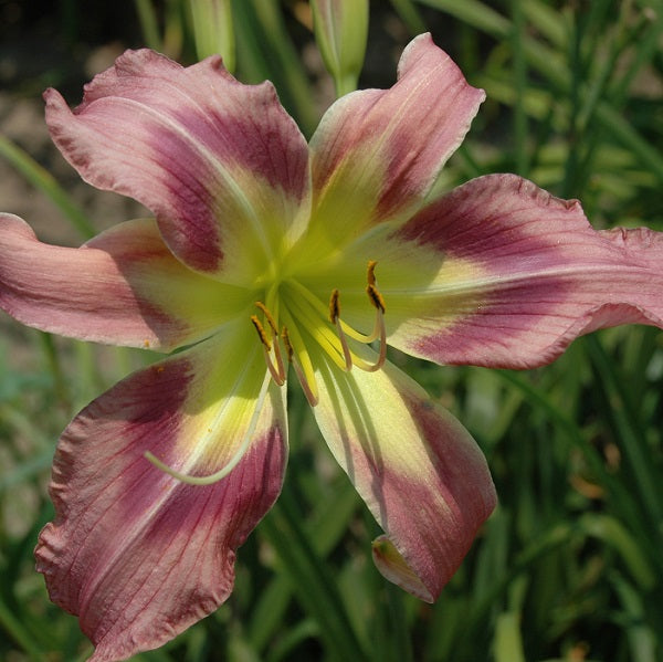 Regal Giant is a mid late, tall, large, lavender purple exotic daylily from Sterrett Gardens with dark purple eye, fragrant