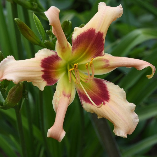 Reindeer Games is a midseason, light pink daylily from Sterrett Gardens with a red eye, fragrant, UF (crispate-cascade)