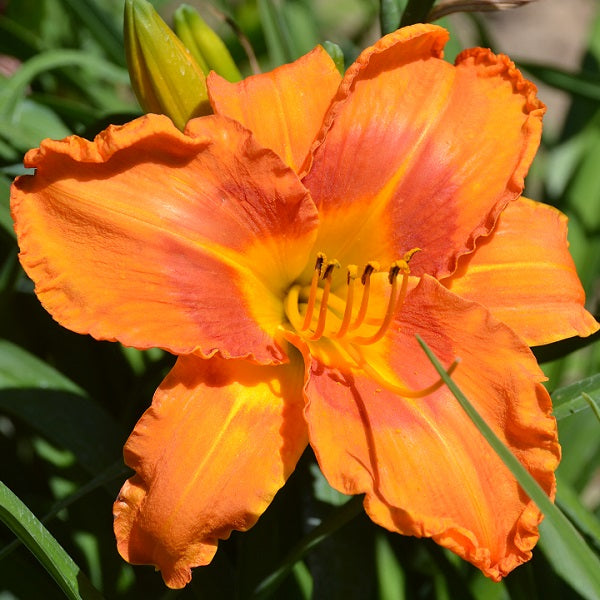 Remember Norfolk is an early, soft orange daylily from Sterrett Gardens with a rouge eye