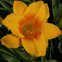 Midseason, golden orange blend, red-orange eye, Honorable Mention Award 1992