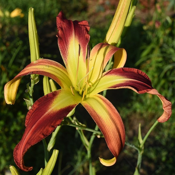Revolution is a mid late, tall, large, red daylily from Sterrett Gardens with a darker eye, UF (cascade)