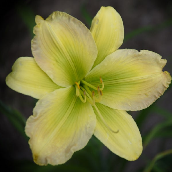 Rhapsody in Green is an early midseason daylily from Sterrett Gardens with green, lavender petal tips