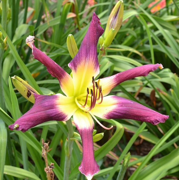 Early midseason, purple self, UF (crispate)