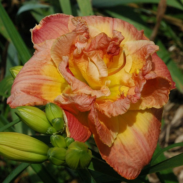 Midseason, shell coral blend, light yellow watermark, Double (95%)