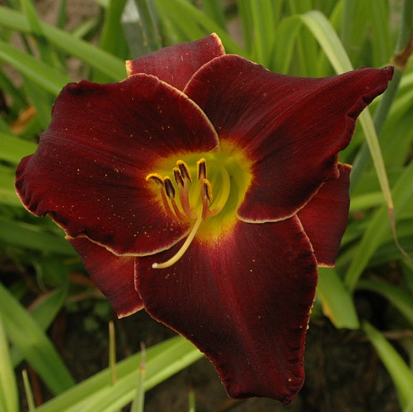 Rings of Jupiter is a mid late, dark purple daylily from Sterrett Gardens with a white edge, fragrant