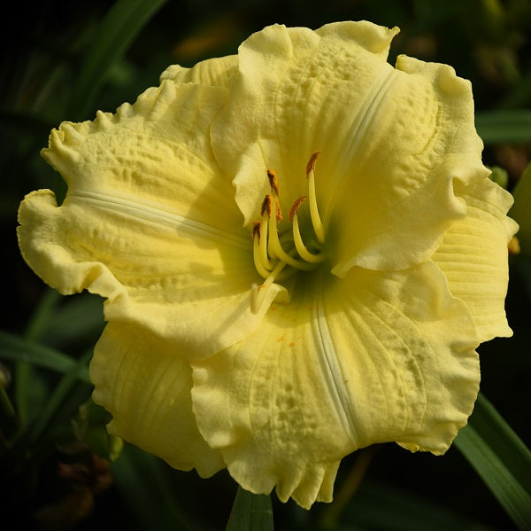 Riptide is an early midseason, short, lemon yellow self daylily from Sterrett Gardens