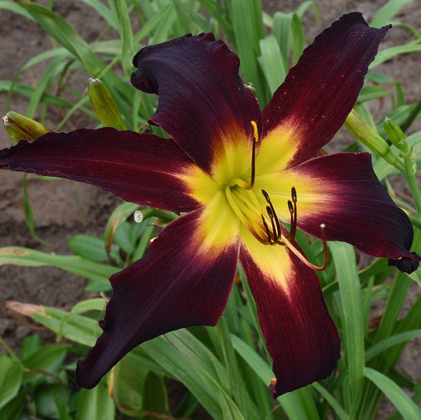 Road Trip Companion is a midseason, tall, large, dark red violet daylily from Sterrett Gardens that is an UF