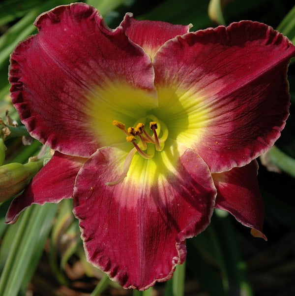 Robert Lee Batt is a midseason, deep violet purple daylily from Sterrett Gardens with a rose violet watermark, fragrant