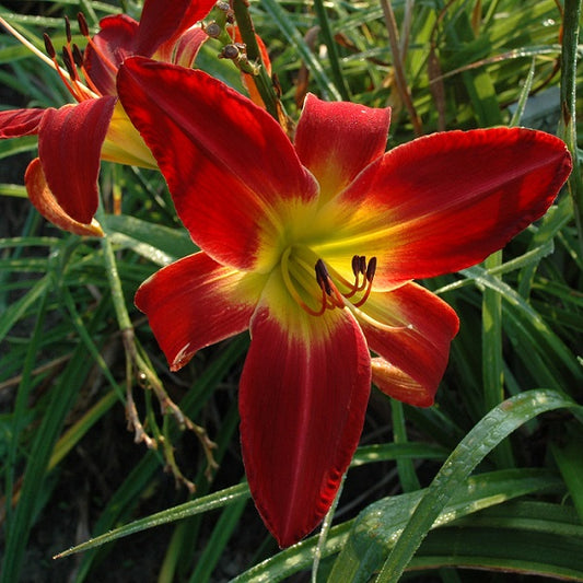 Rocket Booster is an early midseason, large, red self daylily from Sterrett Gardens