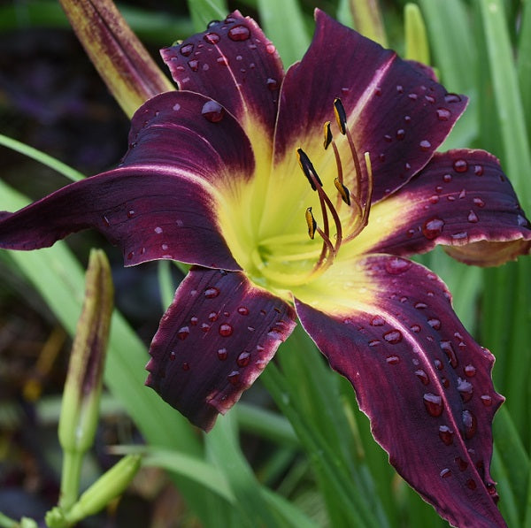 Rocky Horror is an early midseason, large, purple to gray daylily from Sterrett Gardens with a deep purple eye, UF (crispate)