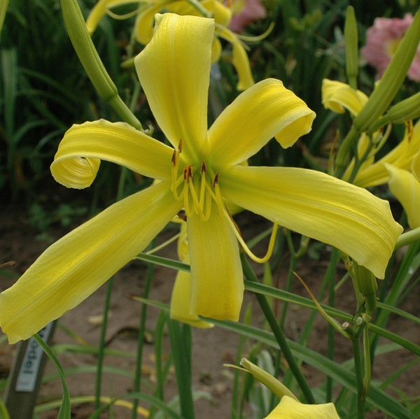 Rococo is a midseason, short, yellow self daylily from Sterrett Gardens that is a spider, Honorable Mention Award 2010