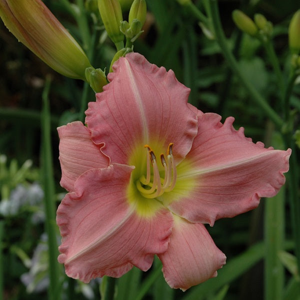 Role Model is a midseason, rose pink daylily from Sterrett Garden