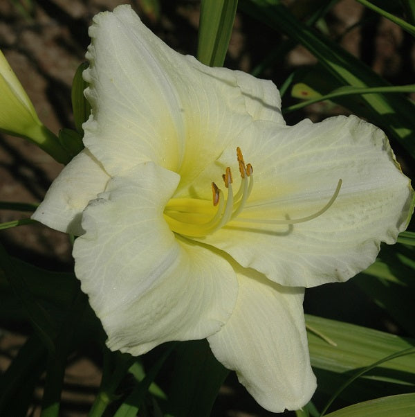 Roman Toga is a mid late, short, near white daylily from Sterrett Gardens