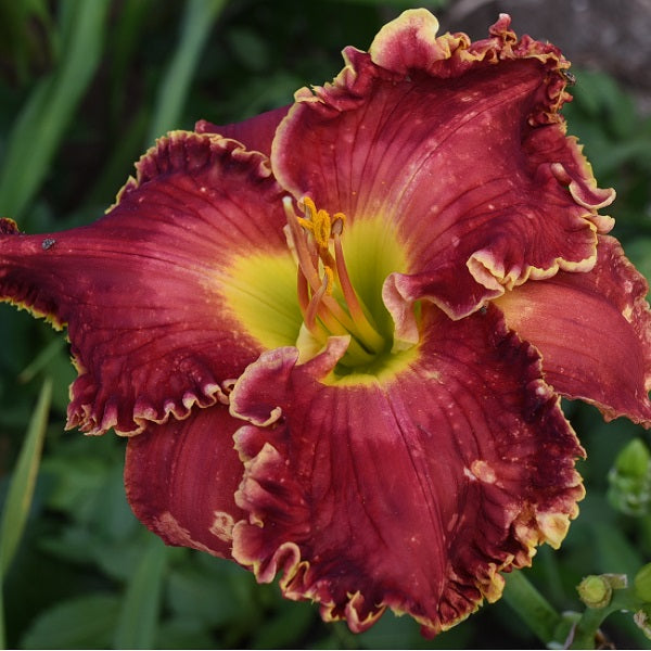 Rose Palace is an early midseason, large, rose red daylily from Sterrett Gardens with subtle watermark, ruffled, small gold edge, Stout 2016