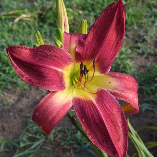 Rose Titan is a mid-late, large, rose pink daylily from Sterrett Gardens that is fragrant, UF (crispate)