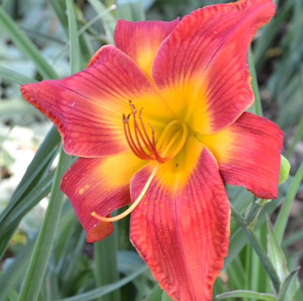 Ruby Slippers of Oz is an early midseason, short, ruby red daylily from Sterrett Gardens with lighter watermark