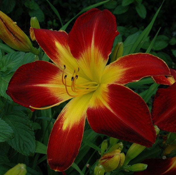 Ruby Spider is an early, large, ruby red self daylily from Sterrett Gardens with UF (spatulate), Lenington 2011
