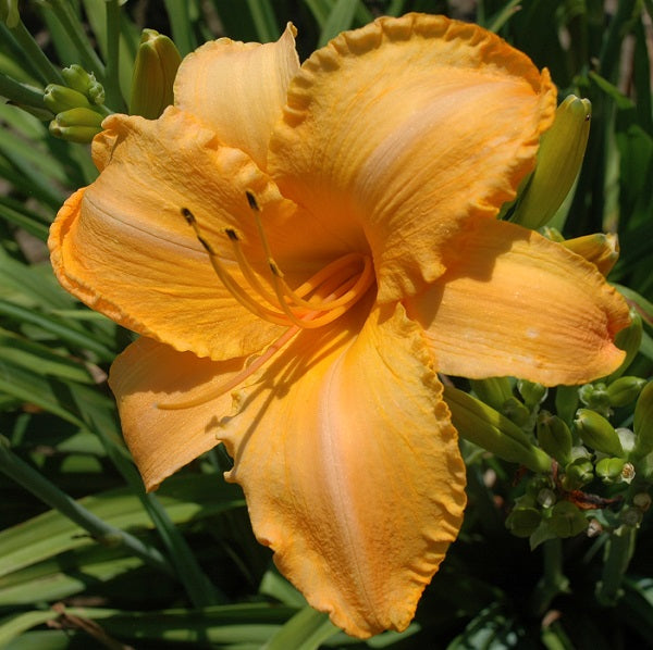 apricot is an early midseason, large, ruffled apricot daylily from Sterrett Gardens that is fragrant, Stout Award 1982
