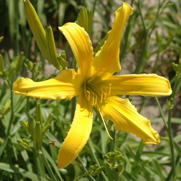 Ruth Killingworth is an early midseason, tall, large, bright yellow daylily from Sterrett Gardens with lighter edge, spider (4.33:), Honorable Mention Award 2011