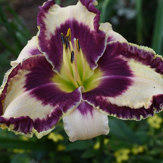 Sam Abell is an early midseason, cream white daylily from Sterrett Gardens with purple eye and edge, Honorable Mention Award 2014