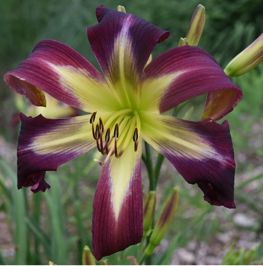 Skywarp is a midseason, large, magenta purple daylily from Sterrett Gardens with a broken eye in purple shades, fragrant, UF (cascade-spatulate)