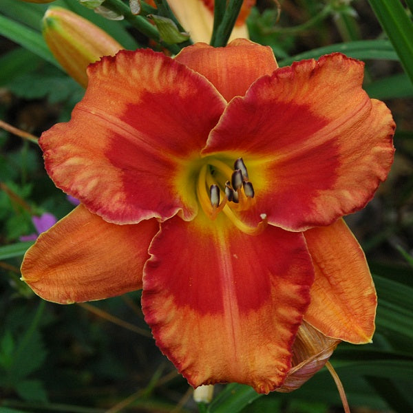 Spacecoast Firestarter is an extra early, orange daylily from Sterrett Gardens with red eye and edge