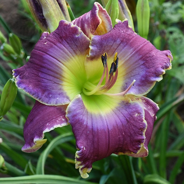 Spacecoast Moody Blues is an early midseason, wine purple daylily from Sterrett Gardens with very GT bluish purple eye, fragrant