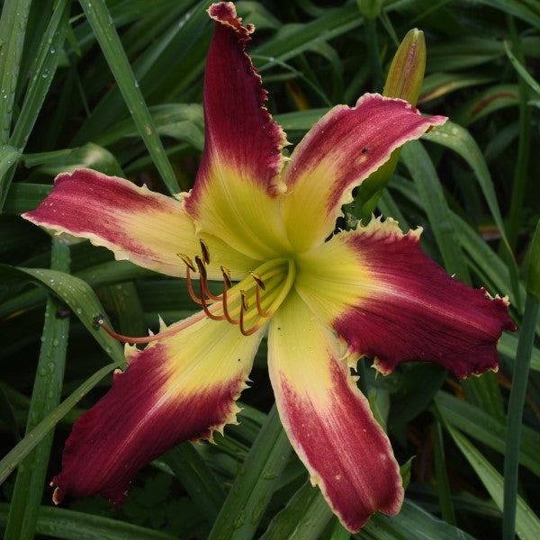 Spacecoast the Shredder is an early, large, Christmas red daylily from Sterrett Gardens with white teeth, fragrant, UF (crispate-cascade)